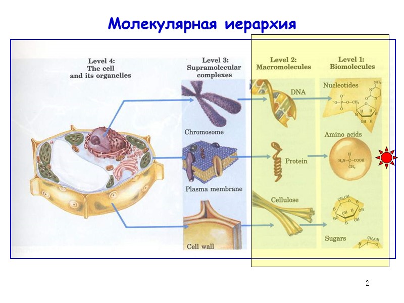 2 Молекулярная иерархия